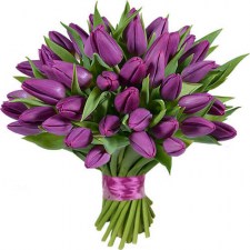 fialove tulipany